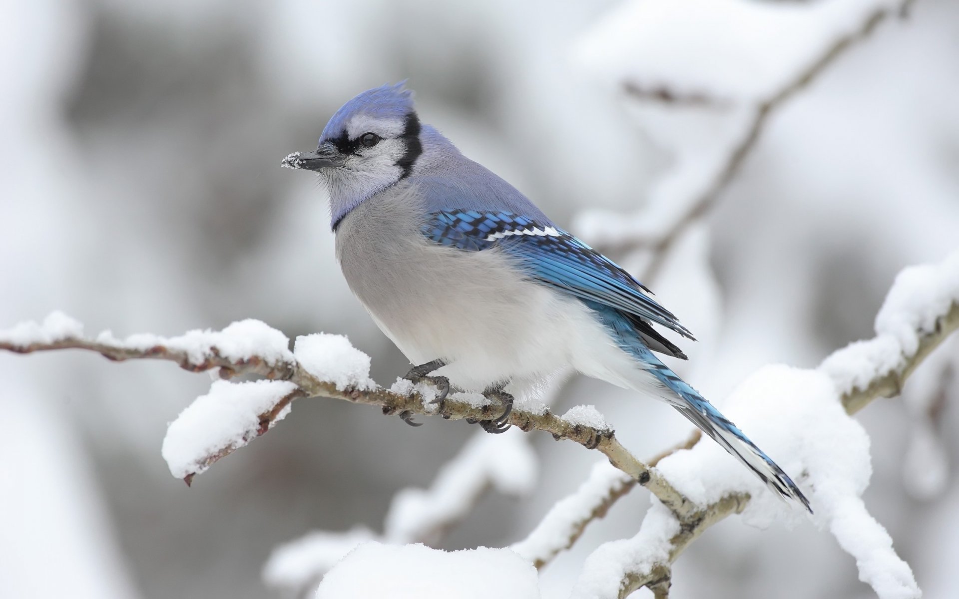 invierno azul azul gris ramita animales pájaro plumas