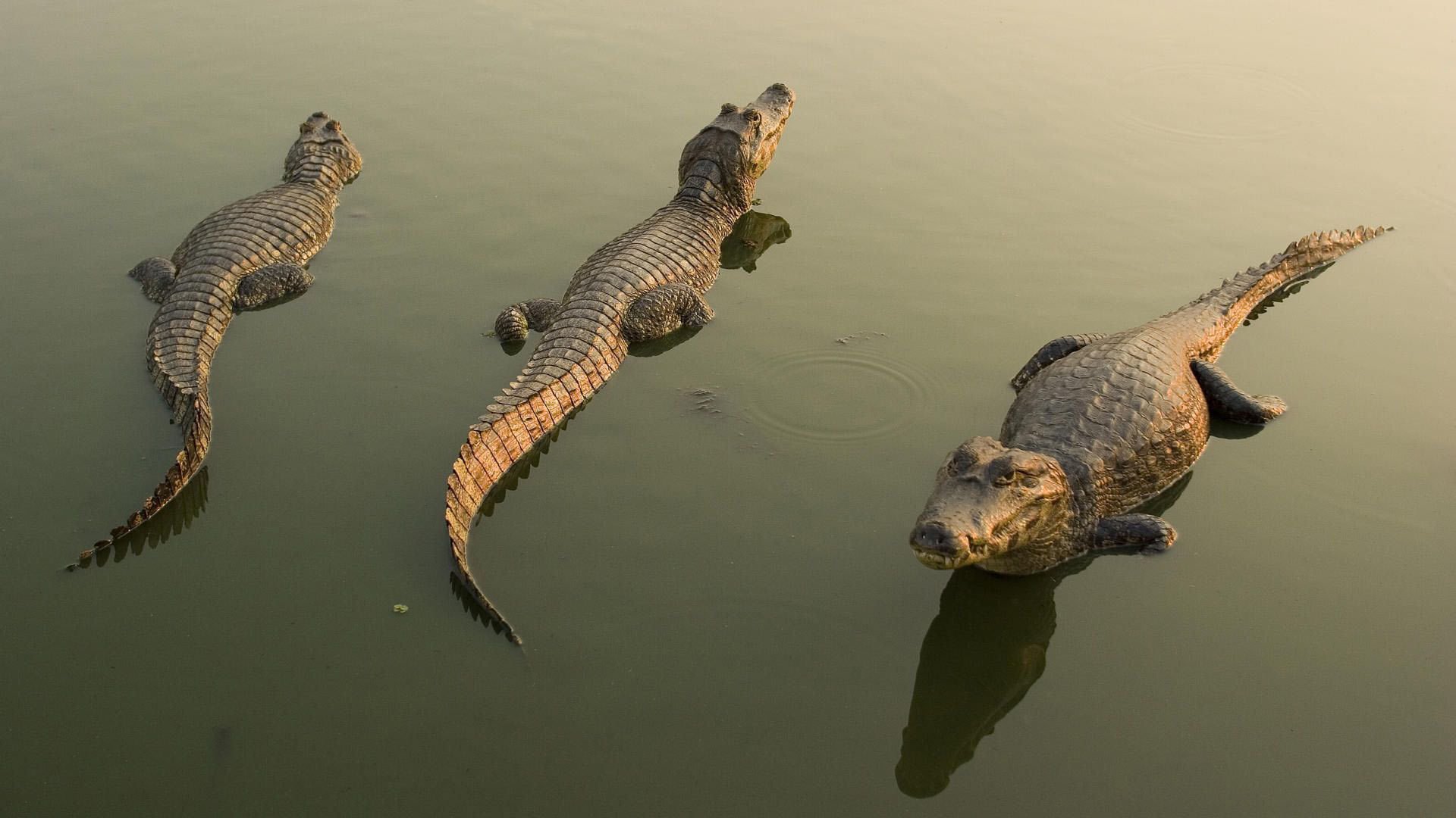 krokodile drei schöne männer wasser sonne raubtiere amphibien