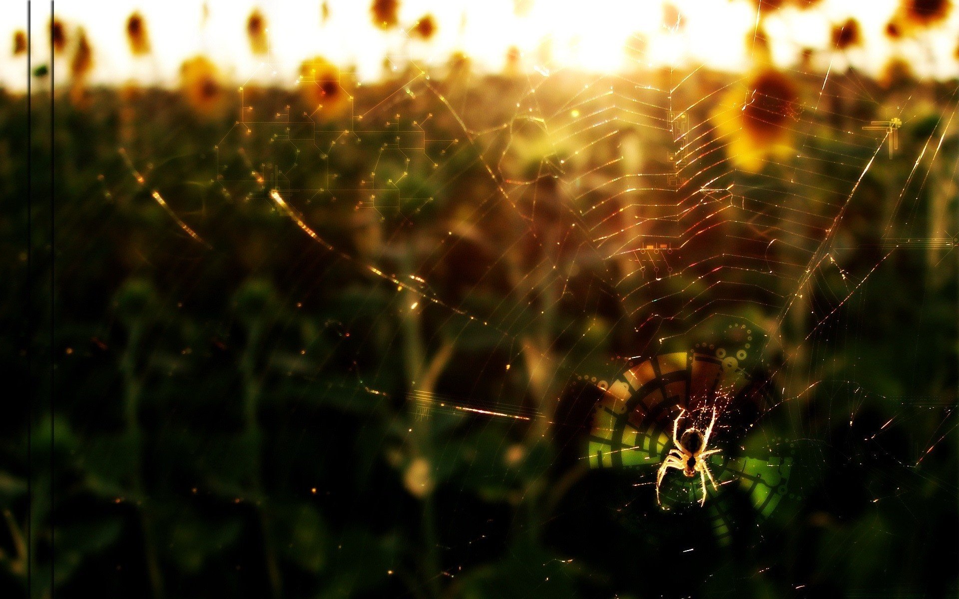 natur spinnennetz netz spinne insekten