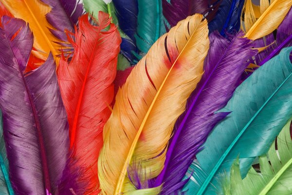 Multicolored goose or duck feathers