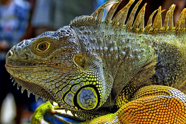 Iguana with a chic coloring