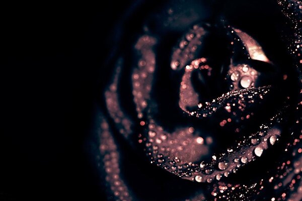 Black rose with dew drops on the petals