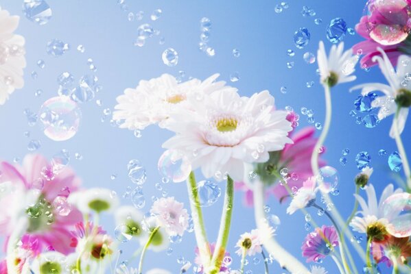 Weiße Blüten, Tau auf einem hellen blauen Himmelshintergrund