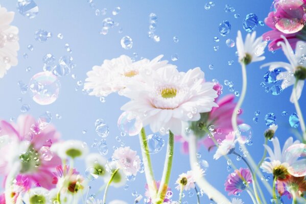 White flowers, dew on a bright blue sky background