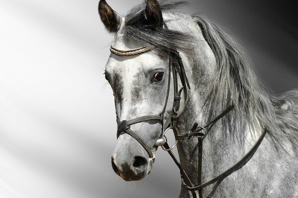 A handsome gray man with a long mane