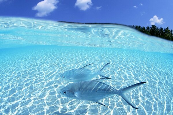 Blaue Fische genießen das Sonnenlicht im klaren Wasser