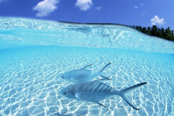 Голубые рыбки наслаждаются солнечным светом в прозрачной воде