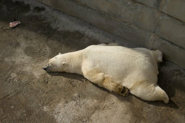 Un oso polar quiere descansar bajo el sol