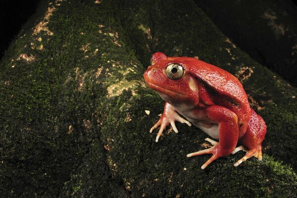 Grenouille aux yeux rouges sur la mousse