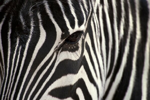 Black and white zebra animal macro