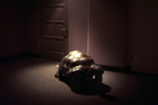Tartaruga nella stanza illuminata da un raggio sul guscio