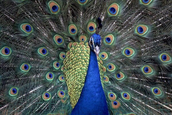 El rey pájaro pavo real en todo su esplendor