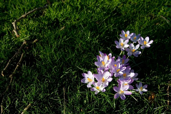 Fleurs violettes sur l herbe verte