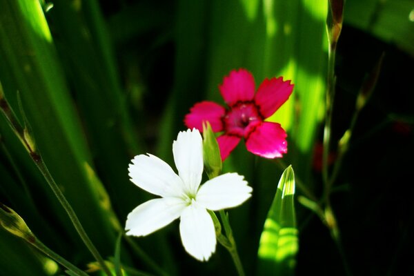 Białe i czerwone kwiaty w trawie