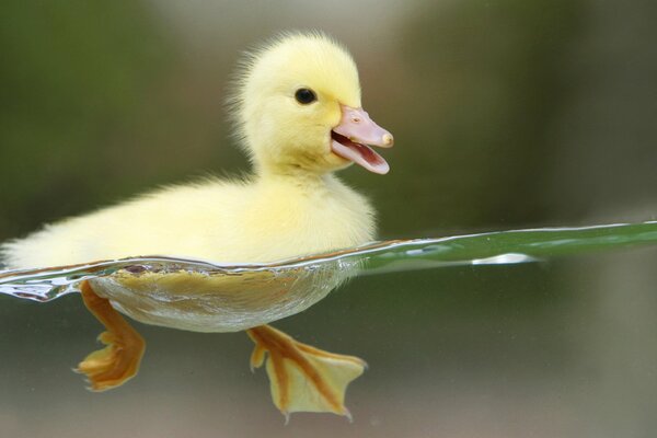 The first swim, the duckling learns to swim