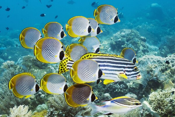 Podwodne życie wśród koralowców pasiastych ryb