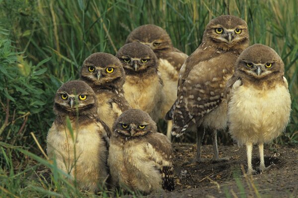 Augen wie Untertassen haben Eulen, Mama wartet und sie wollen essen