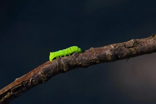 A green caterpillar crawls along a branch