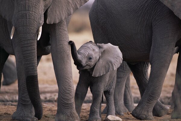 Pequeño elefante entre parientes adultos