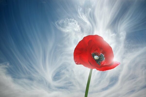 Amapola en el fondo de las nubes