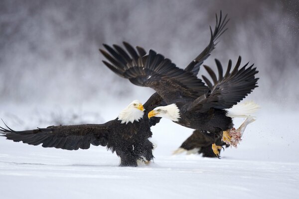 Winter games in a snowy field of two black-and-white eagles