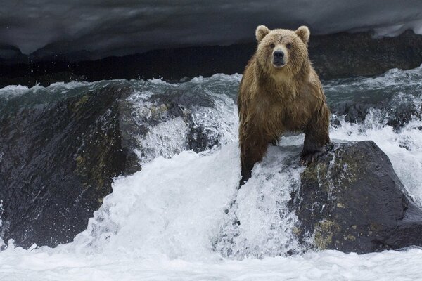 A brown bear sits on a rock in the water
