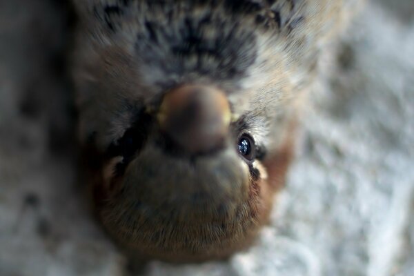 Le regard d un très petit oiseau