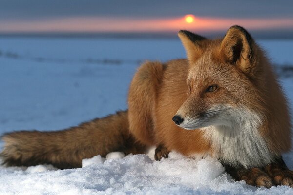 A red fox is lying in the snow