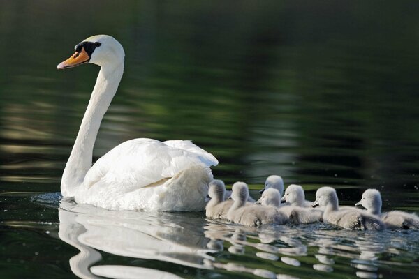 Elegante mamá cisne con los niños en el estanque