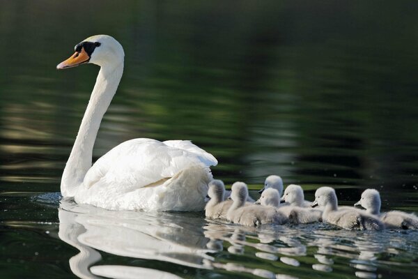 Mamma graziosa cigno con i bambini sullo stagno