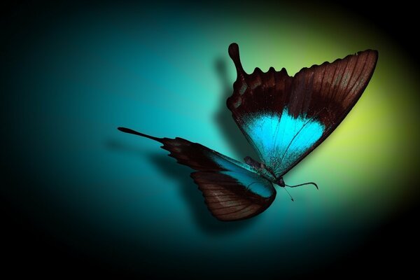 Mariposa azul sobre fondo verde