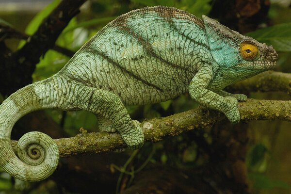 Chameleon on a twig with a rounded back