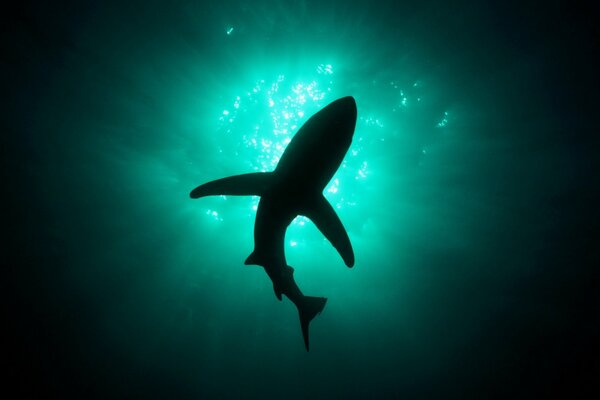 Shark view from below at depth