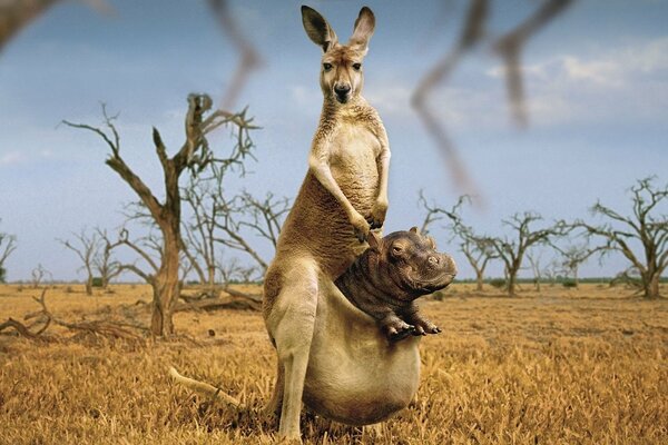 Ein Wunder der Natur, ein Känguru wird von einem Nilpferd gepflegt