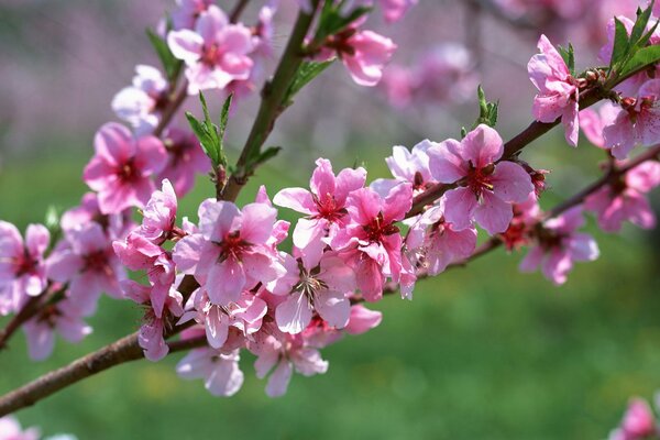 Ramita de albaricoques en primavera