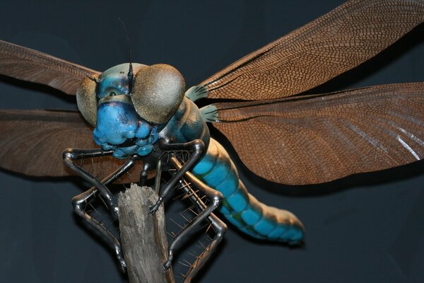 Macro shooting. Blue Dragonfly