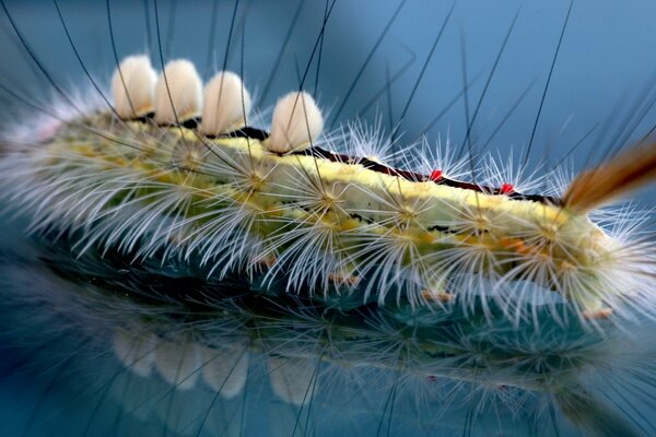 Chenille poilue sur une surface de verre