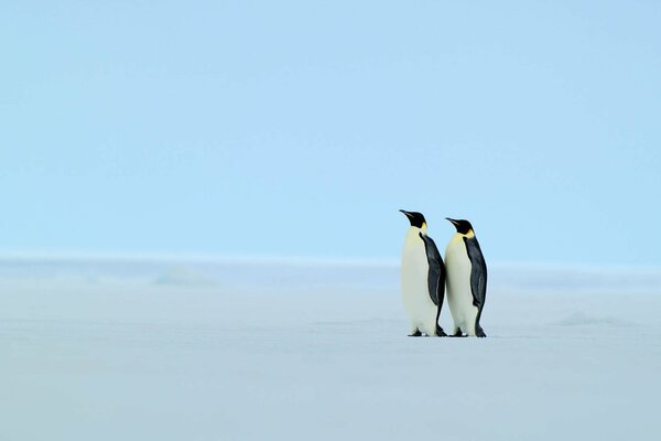 Una curiosa pareja de pingüinos en el borde del castillo