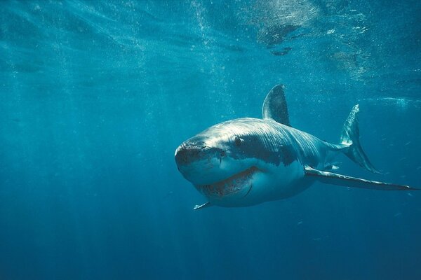 Tiburón con dientes y cicatrices bajo el agua