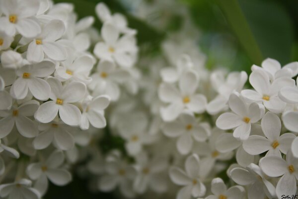 Flores migas de flores blancas Lilas