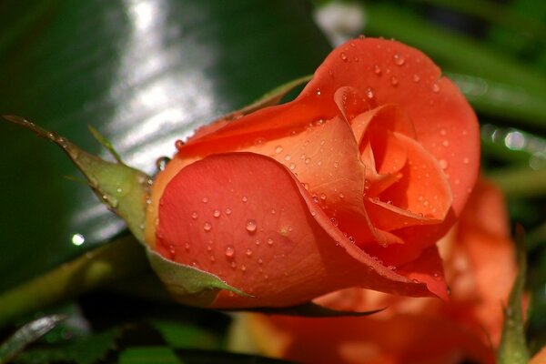 Macro image of a coral rose with dew drops