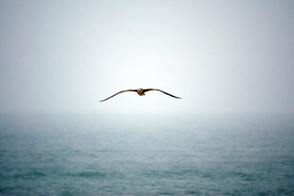 Volando sobre el océano en la niebla gaviota