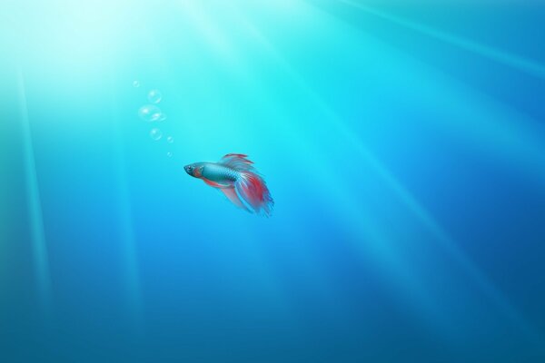 A small colored fish swims on a blue background