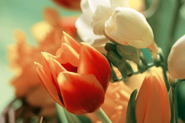 Imagen de tulipanes rojos y blancos
