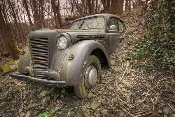 Abandonado en el bosque moscovita de color gris