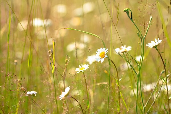 Fleurs de camomille dans une clairière ensoleillée