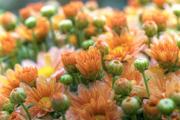 La belleza naranja de gerbera