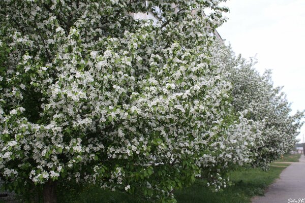 Fiori bianchi sugli alberi in giardino