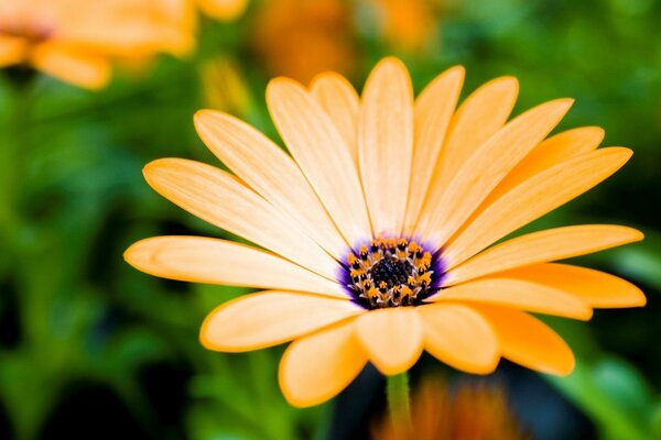 Blume mit langen orangefarbenen Blütenblättern