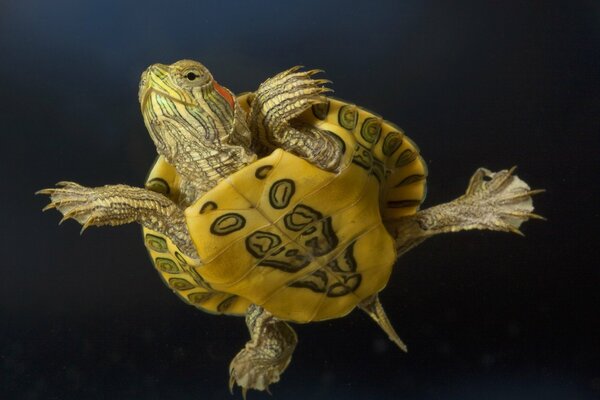 La tortuga de orejas rojas yalysh muestra su color de combate en el pecho